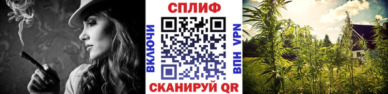 Канабис планчик  где можно купить наркотик  Курчалой 